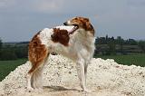 BARZOI 064